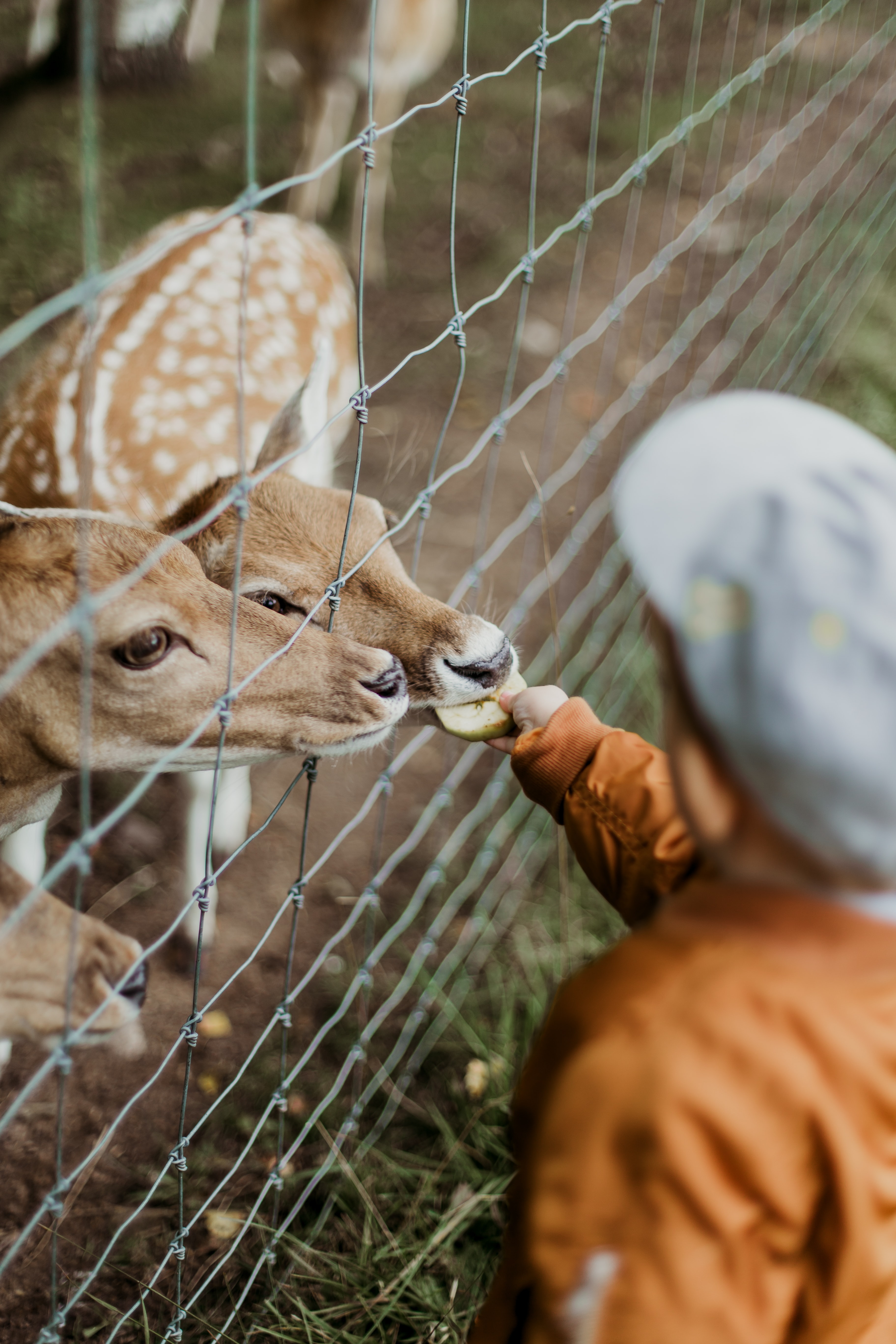 8 Animal-Based Days Out for the Whole Family · Jenny in Neverland